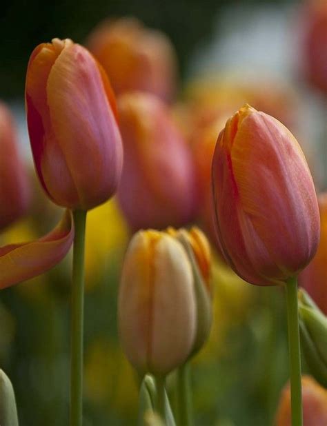 500px Untitled Photo By Anthony W S Soo Tulips