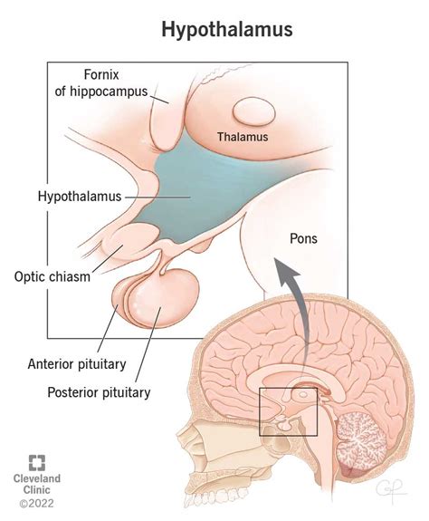 Anterior And Posterior Pituitary Gland Diagram