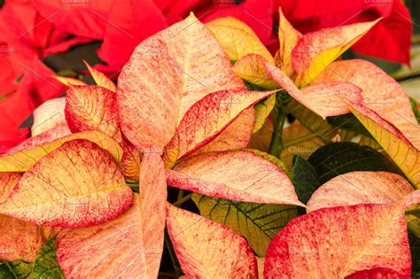 Christmas Poinsettia Plants High Quality Holiday Stock Photos