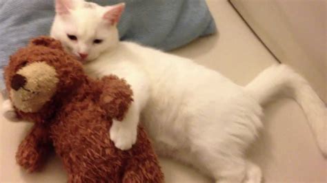 Sleepy Kitten Hugs His Teddy Bear Youtube