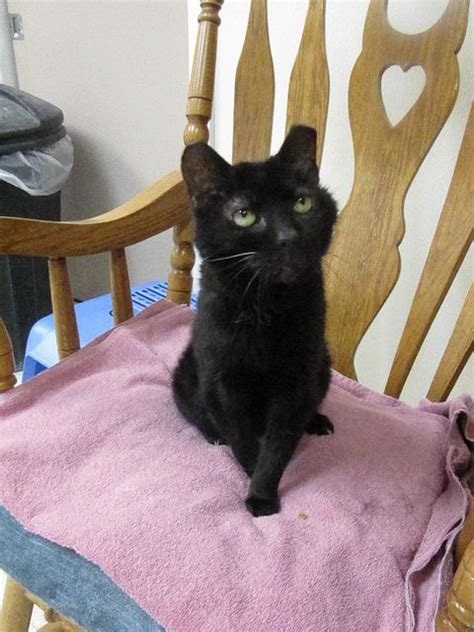 But shelter officials say the shelter's animal population has soared since the policy began. Miss Reva | No kill animal shelter, Animal shelter, Cat photo