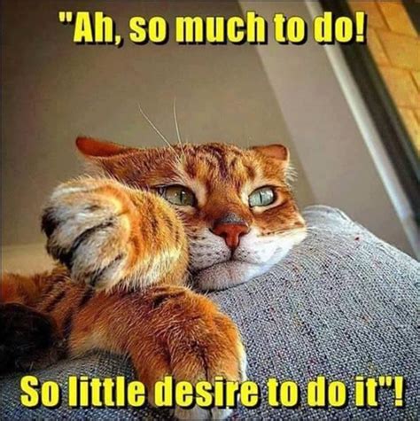 So Lazy Funny Cat Memes Cat Quotes Funny Funny Animal Pictures
