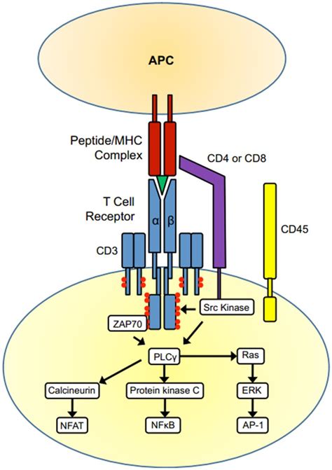 T cell activation The TCR complex TCR α and β chains and CD and the Download Scientific