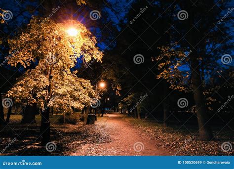Autumn Night Park City Park At Twilight With Street Lights Pathway
