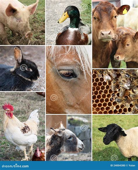 Farm Animals Collage Wallpapers Gallery