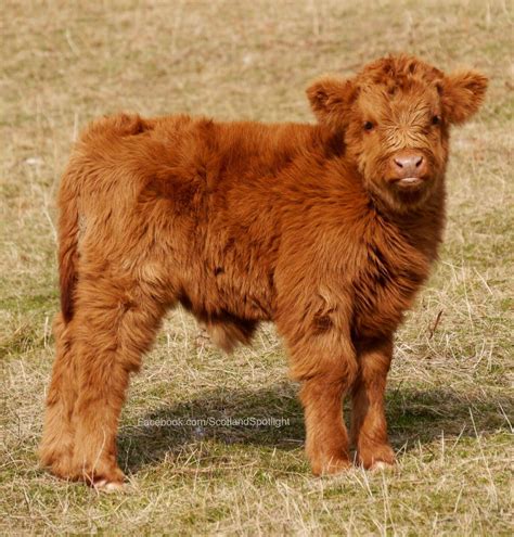 Highland Calf So Cute Fluffy Cows Cow Fluffy Animals