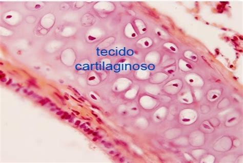 Os Encantos Da Biologia Tecido Conjuntivo Cartilaginoso Tcc