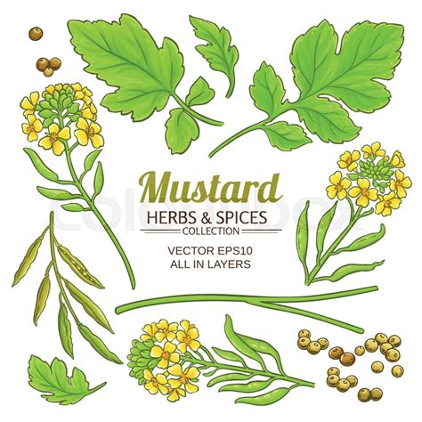 Mustard Plant Elements Vector Isolated Stock Vector Colourbox