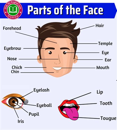 Parts Of The Face Face Parts Names With Pictures Onlymyenglish