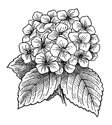 Maybe you would like to learn more about one of these? Hydrangea Flowers Clipart Free Stock Photo - Public Domain ...