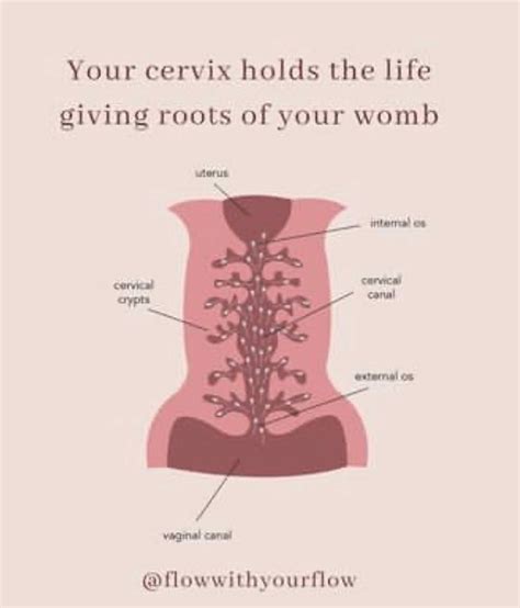 Introducing The Holy Grail The Cervix