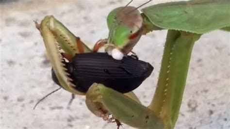 Praying Mantis Eating Waterbug Youtube