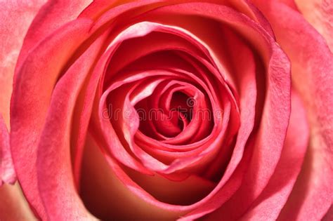 Macro Photography Of Pink Rose Bud Petals Close Up From Top View Stock