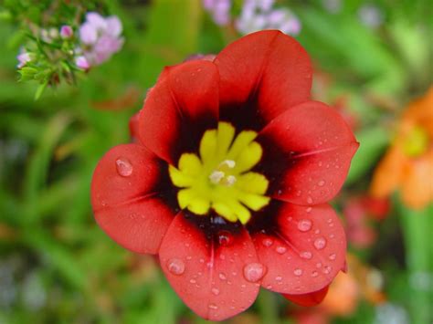 Free Picture Raindrops Red Yellow Flower