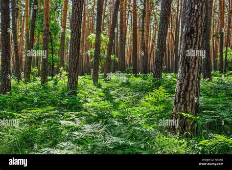 Beautiful Summer Sunny Landscape In Pine Forest With Tall Slender