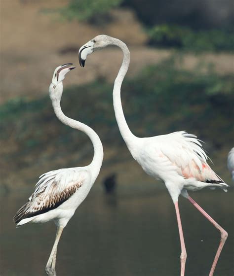 Greater Flamingo | Partha Photography
