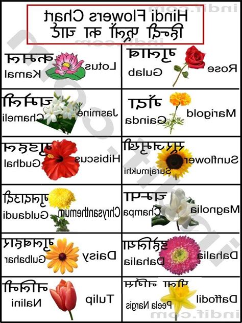 Flowers and their names in hindi. What is the Meaning of flower in Hindi - DriverLayer ...