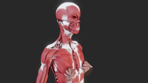 Female Muscular System Buy Royalty Free 3d Model By Ebers 9ac0279