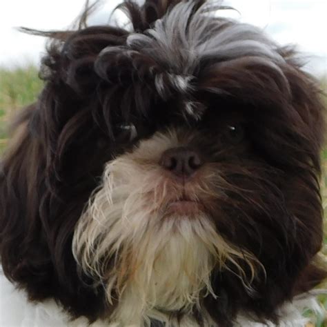 Always placed in nurturing & responsible homes! Shih Tzu Puppies For Sale | Asheville, NC #324037