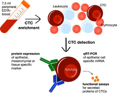 Workflow Of Liquid Biopsy With Ctc Enrichment And Following Detection