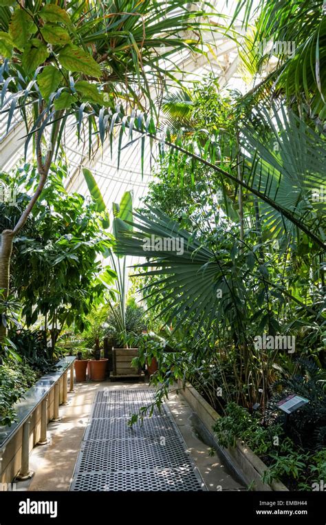 Palm House Interior The Royal Botanic Gardens Kew London England