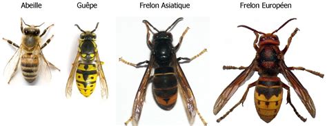 Le frelon asiatique, vespa velutina nigrithorax ou frelon à pattes jaunes est une espèce 👋 vous avez découvert un nid de frelon ? Le frelon asiatique