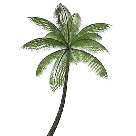 Coconut Tree Animated
