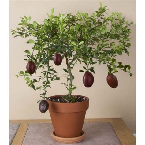 Red Finger Lime Citrus Australasica Sanguinea At Only 1 Foot Tall It Can Produce Deep Burgundy