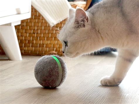 Wicked Ball Interactive Toy For Cats Steve Harvey