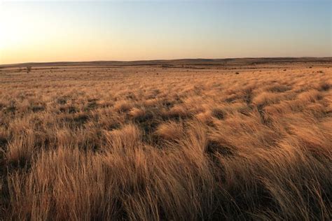 This Sea Of Grassland Defines The Richness Of Our Texas Rolling Plains