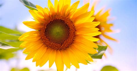 Images for computers, including laptops and other mobile devices such as tablets, smart phones and mobile phones, and even wallpapers for game consoles. wallpapers: Sunflowers Desktop Wallpapers