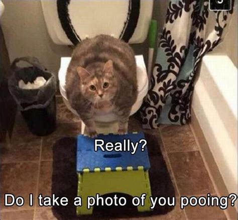 Over 1 million templates, updated continously. Funny Animal Picture Dump Of The Day 24 Pics