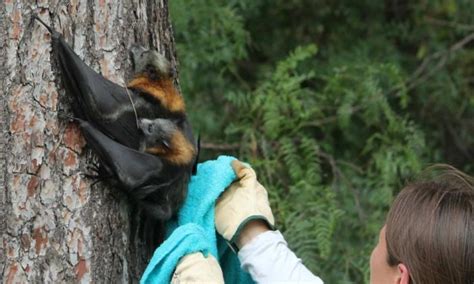 Flying Foxes Dropping Dead In South Australias Heatwave Climate Signals