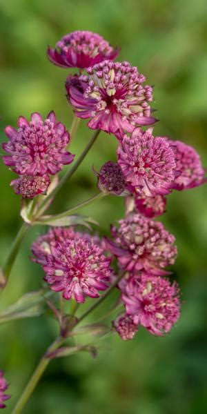 Astrantia are a winning woodland plant with a carefree blooming habit and exceptional charm. major 'Abbey Road' PBR