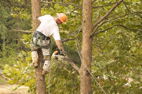 How much does insurance pay towards tree removal? Utah Tree Removal - Arborist Utah