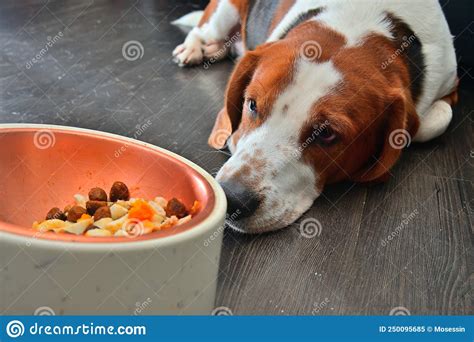 Dog No Appetite Stock Photos Free And Royalty Free Stock Photos From
