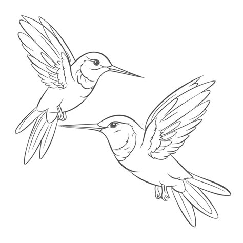 Hummingbird Outline Drawings