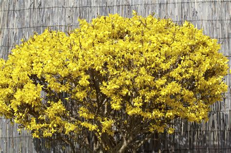 Common Forsythia Varieties - Types Of Forsythia Bushes For The Landscape