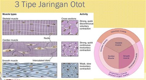 Pengenalan Mikroskop Pengamatan Sel Dan Jaringan Pranata