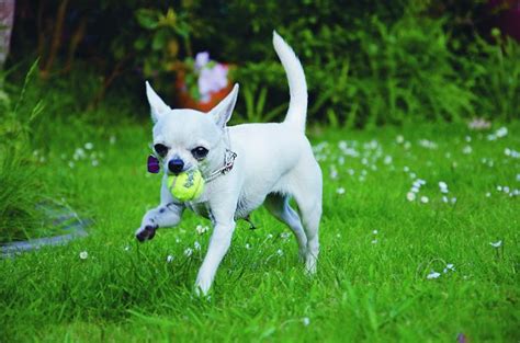 Sep 18, 2017 · dog eyes have more rods than humans, which means they can see much better at night. Why do dogs like chasing things you have thrown? - How It ...