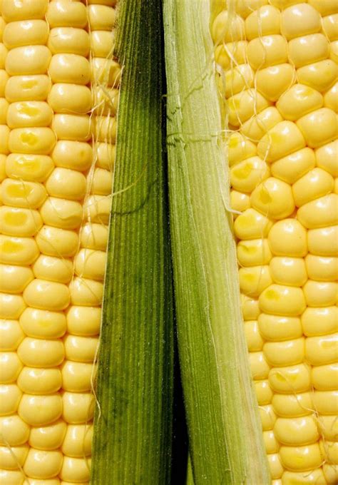 The first & only monetized download gate. How To Cook Corn In The Husk: Microwave, Grill, Bake, Boil ...