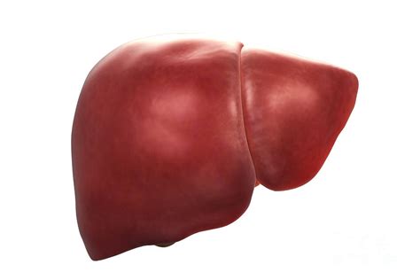 Human Liver Photograph By Science Picture Co Pixels