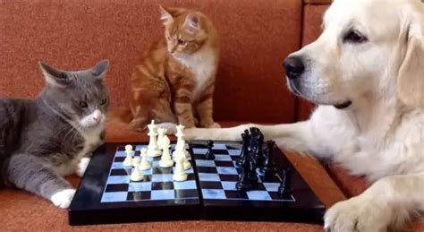 Whether Cat Or Dog Playing Is Good For Everyone Life With Cats