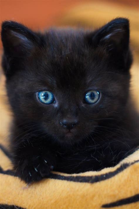 Black Cat With Blue Eyes In 2020 Baby Animals Super Cute Cat With