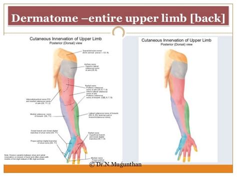 Dermatomes Of Upper Limb Drnmugunthanms