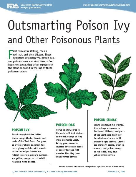 Outsmarting Poison Ivy And Other Poisonous Plants Plantas Venenosas