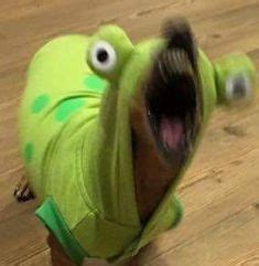 See more ideas about kermit the frog, kermit, kermit funny. Pin on pfp