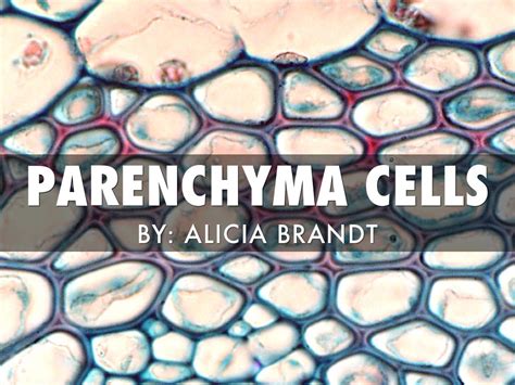 Parenchyma Cell By Alicia Brandt