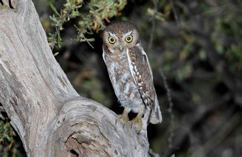 10 Facts About Elf Owls The Smallest Owls In The World