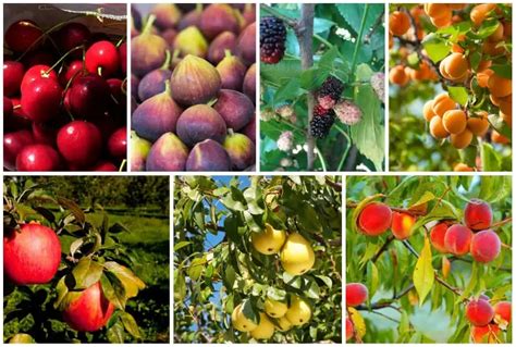 7 Usda Zone 6 Fruit Trees To Grow For Reliable Harvests